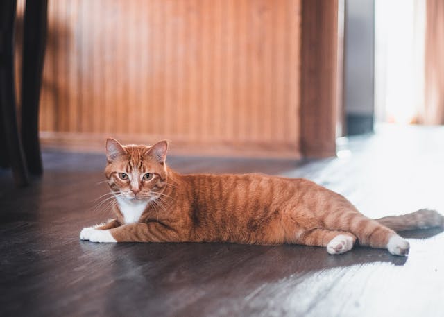Kat die licht op een vloer met vloerverwarming